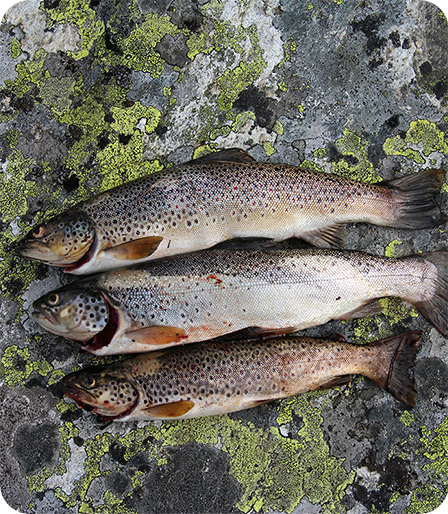 Fiske i ferskvann / Kroppsøving / Kanal S 5–7 / Salaby Skole